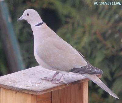 Streptopelia decaocto